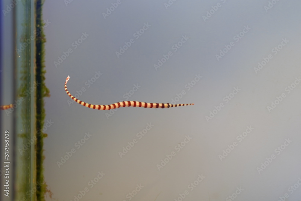 Naklejka premium ヨウジウオ