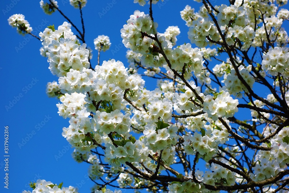 cherry blossom in spring