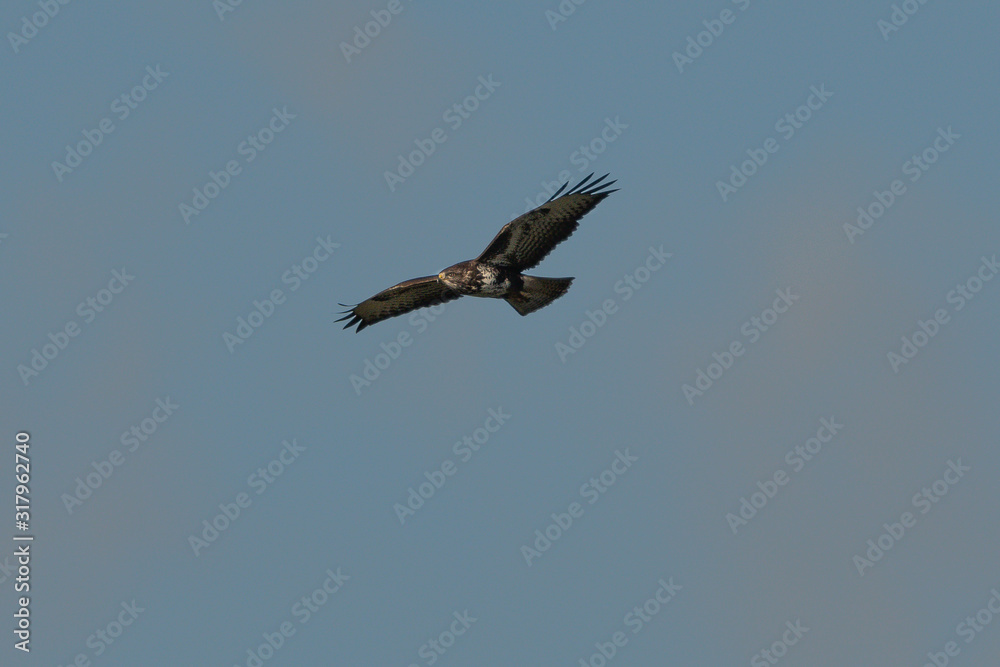 Mäusebussard Mäusebussard