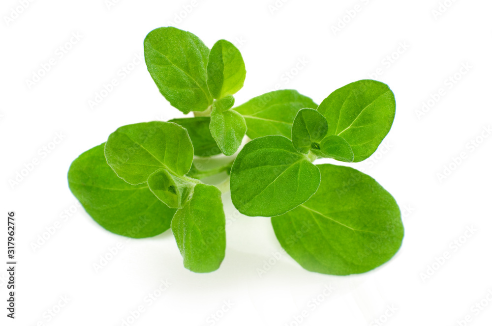 Fresh marjoram isolated Fresh marjoram isolated