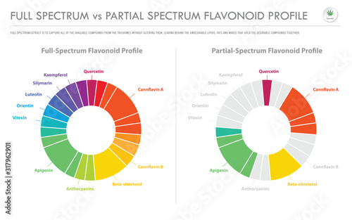 Full Spectrum vs Broad Spectrum Cannabinoid Profile horizontal business infographic illustration about cannabis as herbal alternative medicine and chemical therapy, healthcare and medical vector.