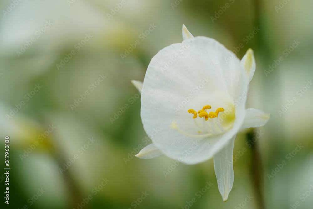 お花 お花