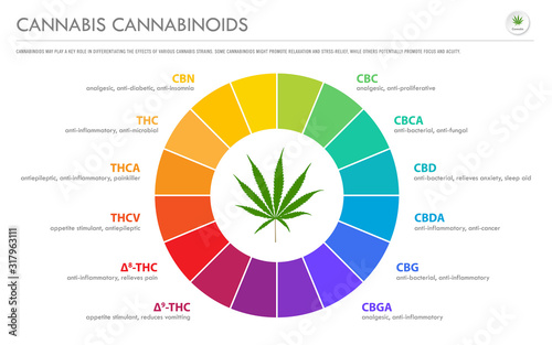 Cannabis Cannabinoids horizontal business infographic illustration about cannabis as herbal alternative medicine and chemical therapy, healthcare and medical science vector.
