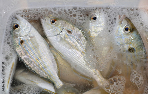 Pinfish for live baits to catch bigger fish inside a bucket photo