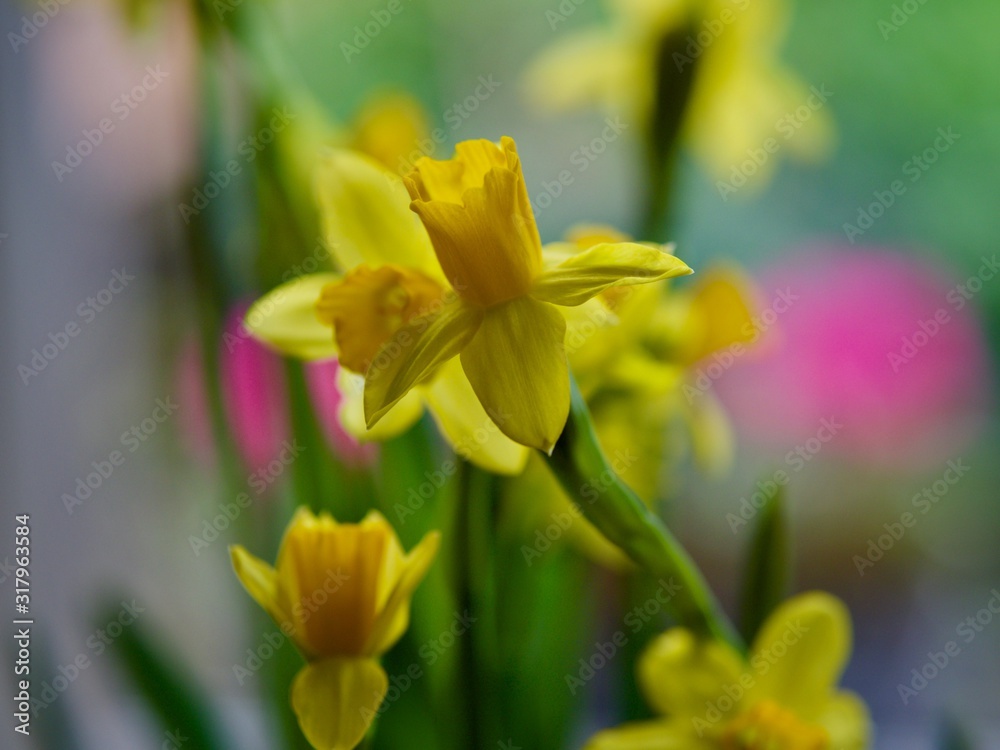 Obraz premium Spring Narcissus