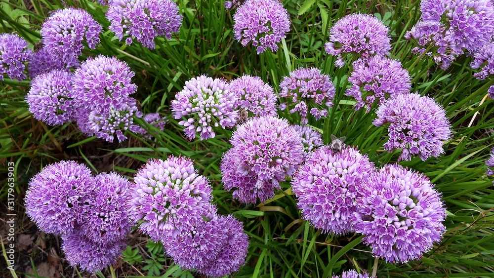 Allium Millenium, Ornamental Onion- Summer Beauty flowers, growing in ...