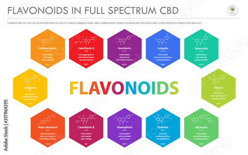 Flavonoids in Full Spectrum CBD with Structural Formulas horizontal business infographic illustration about cannabis as herbal alternative medicine and chemical therapy, healthcare and medical vector. photo