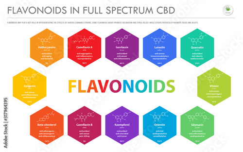 Flavonoids in Full Spectrum CBD with Structural Formulas horizontal business infographic illustration about cannabis as herbal alternative medicine and chemical therapy, healthcare and medical vector.
