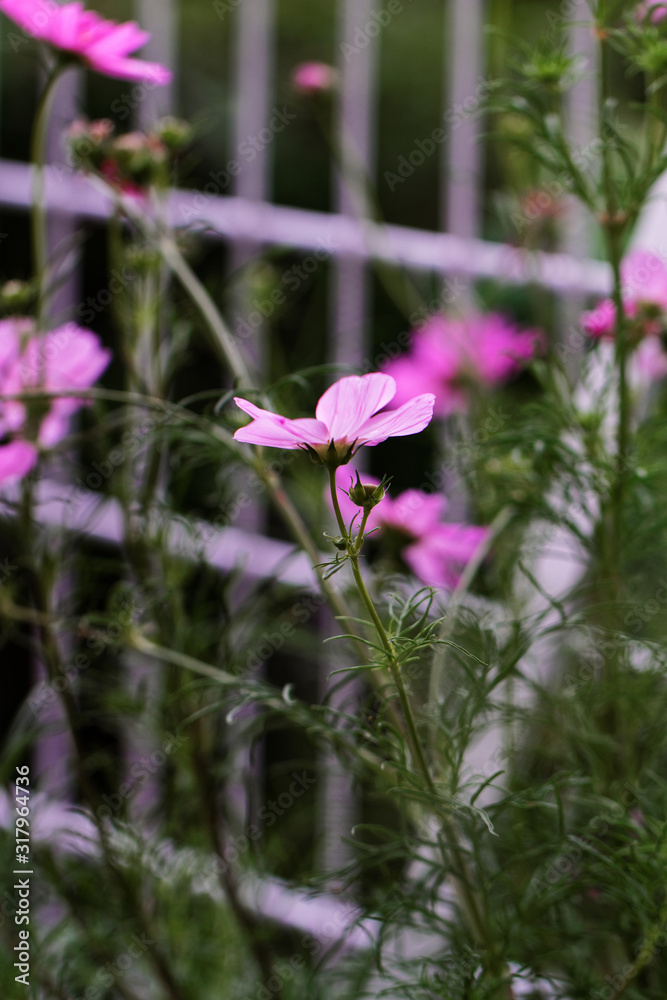 Obraz premium Cosmos bipinnatus - Cosmos flower