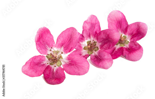 pink apple tree flowers isolated  