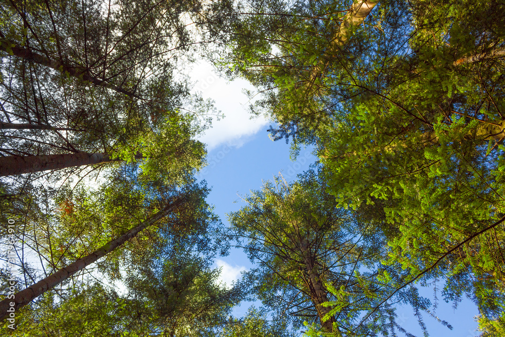 Obraz premium Bottom View of Pine Tree