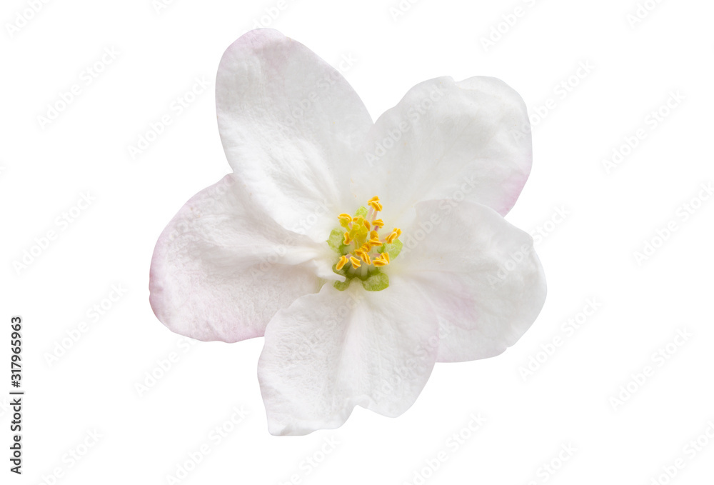apple tree flowers isolated apple tree flowers isolated