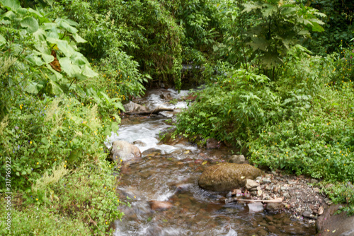 Stream in lush green Forest in Boquete, Panama