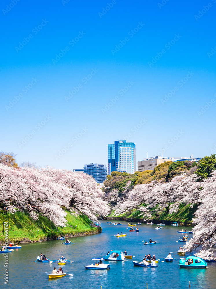桜満開の皇居・千鳥ヶ淵 縦位置