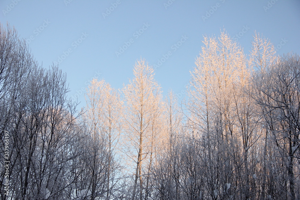 trees in a different in golden sunset light and trees in the shade against the blue sky. winter nature. Place for text. trees in a different in golden sunset light and trees in the shade against the blue sky. winter nature. Place for text.