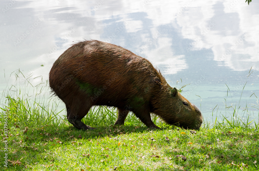 Capybara qui mange de l'herbe prés de l'eau Capybara qui mange de l'herbe prés de l'eau