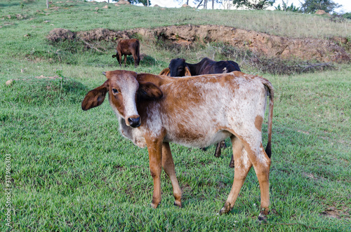 Vache dans un prés au brésil