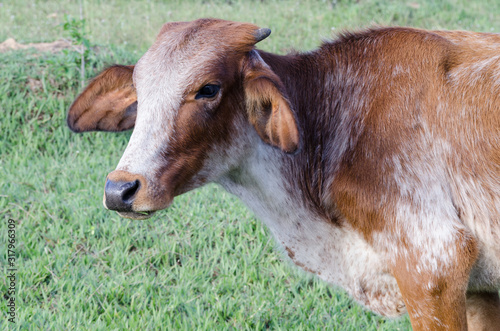 Vache dans un prés au brésil