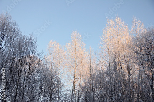 trees in a different in golden sunset light and trees in the shade against the blue sky. winter nature. Place for text.