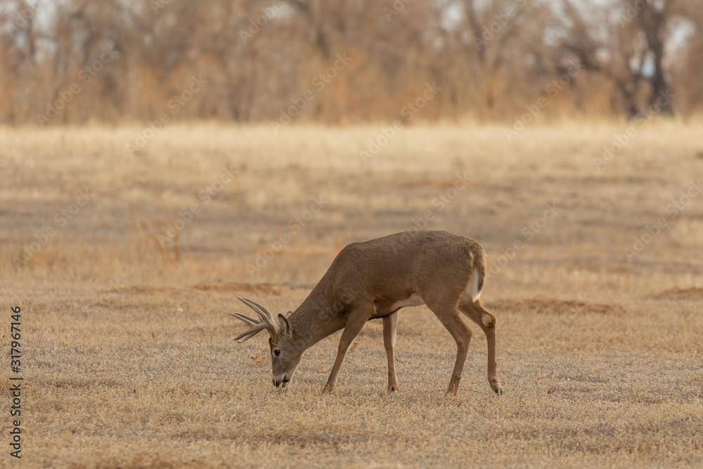 Buck whitetail Deer in the Fall Rut