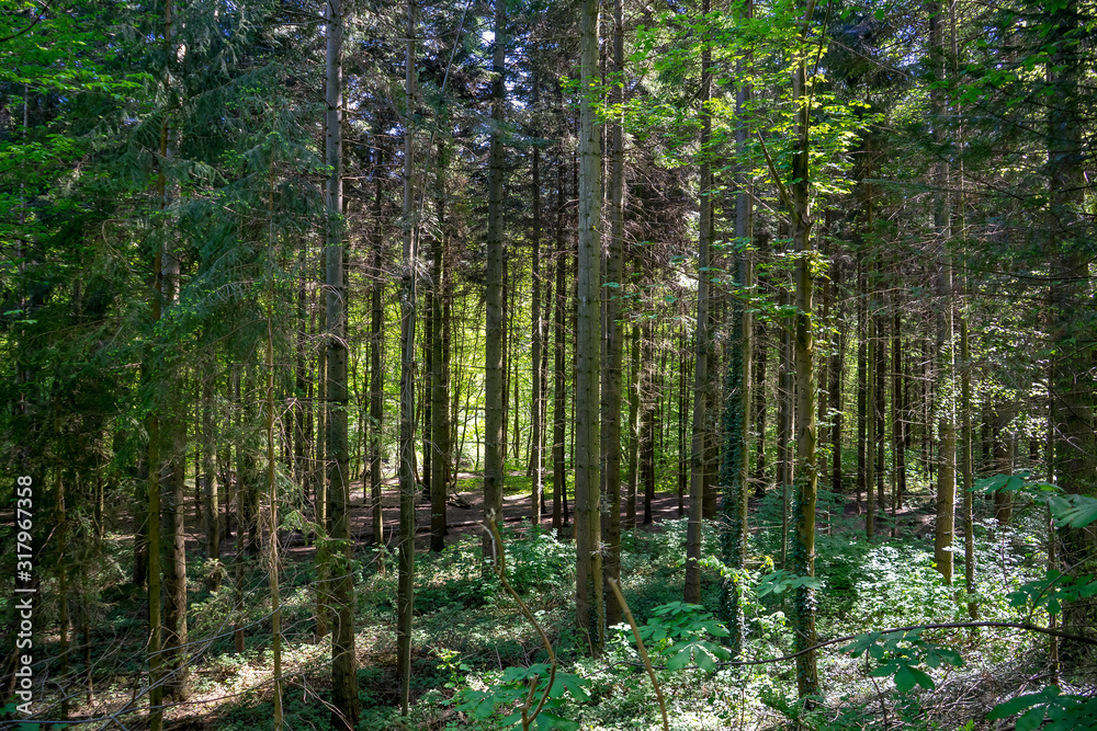 Obraz premium trees in the forest