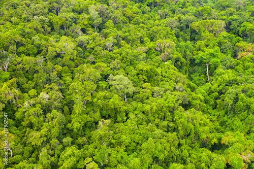 Aerial view onto the Primary Rainforest in the Masoala National Park, Madagascar