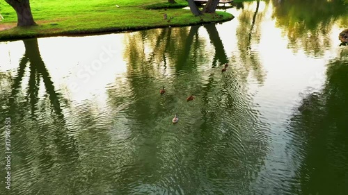 Ducks float on a beautiful lake in the Park, the camera flies over the surface of the water
