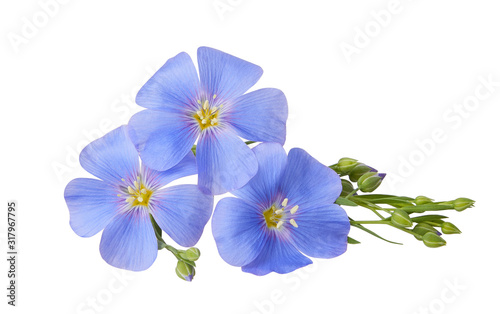 Blue Flax flowers isolated on white background with clipping path. (Linum usitatissimum) common names: common flax or linseed. Close up view.  © Liudmila