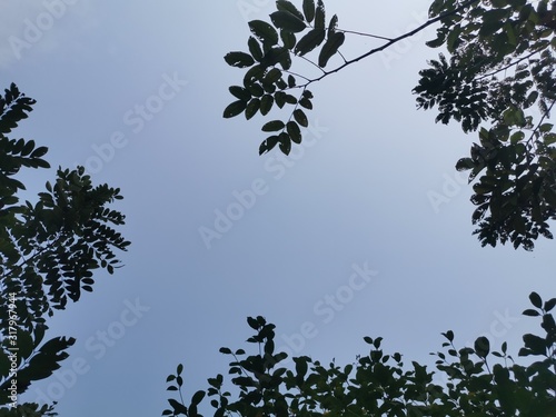 Blue sky and trees in the mood of fresh air