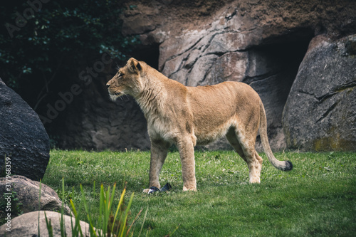 lion in forest