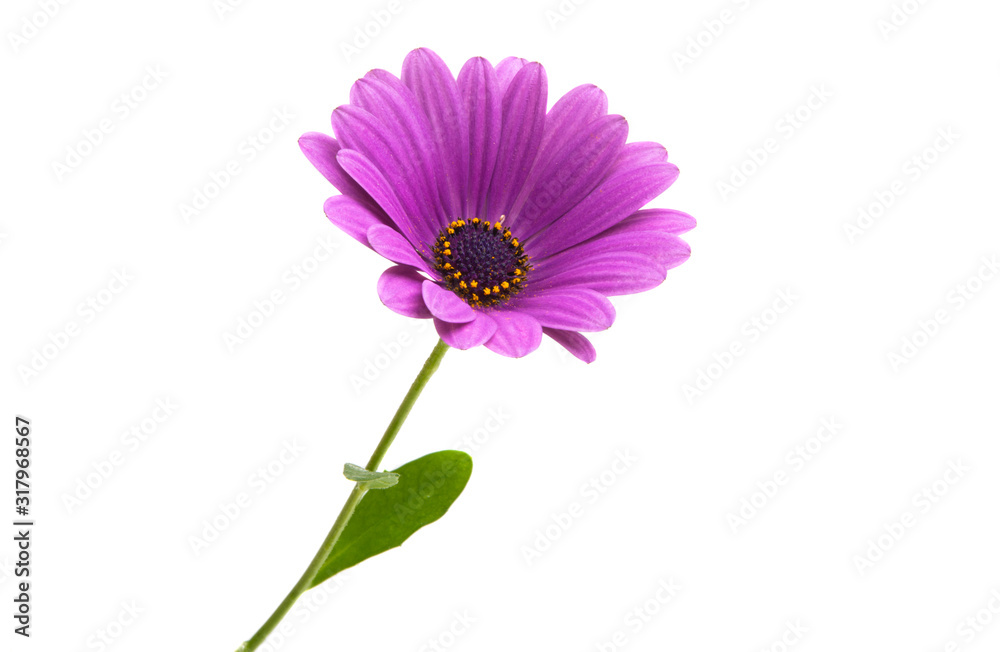 Osteosperumum Flower Daisy Isolated Osteosperumum Flower Daisy Isolated