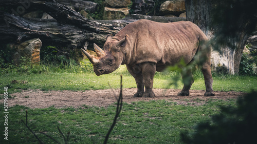 rhinoceros in the wild