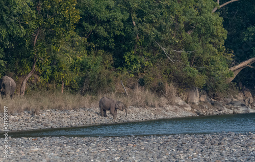 Cub elephant drinking water near river bank at jim corbett national park photo