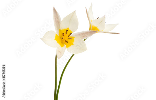 Fototapeta Naklejka Na Ścianę i Meble -  wild tulip isolated