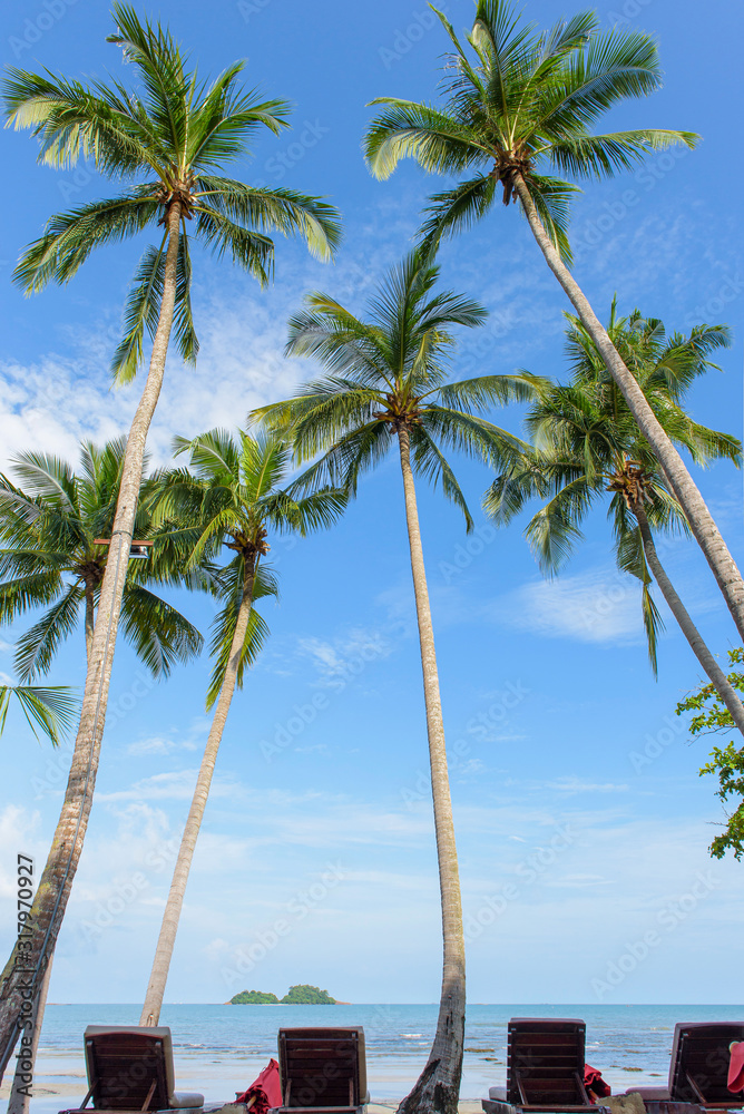 Coconut trees with the beach
