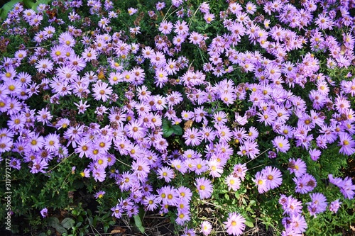 Flowers of Symphyotrichum laeve or smooth blue aster, in the garden. It is a flowering plant in the family Asteraceae. photo
