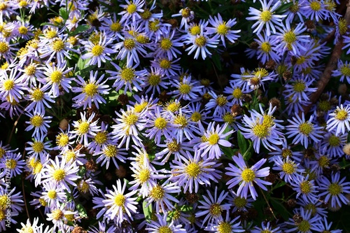 Flowers of Symphyotrichum laeve or smooth blue aster, in the garden. It is a flowering plant in the family Asteraceae.
