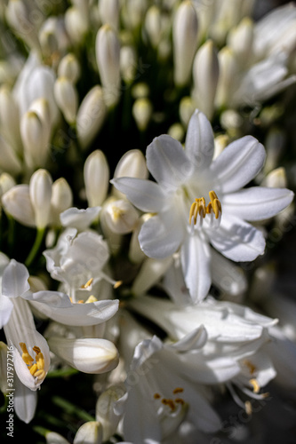 BUDS AND FLOWERS