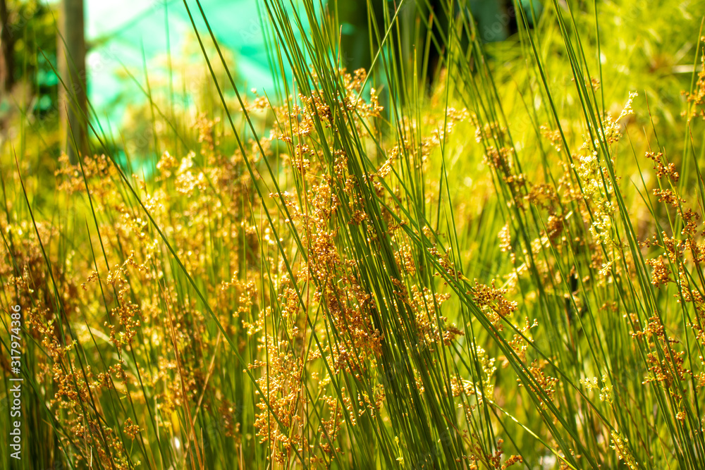 Picture of Grass reeds with yellow seeds