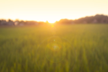 sunset and meadows blurry background