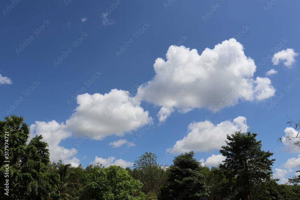 trees and sky trees and sky