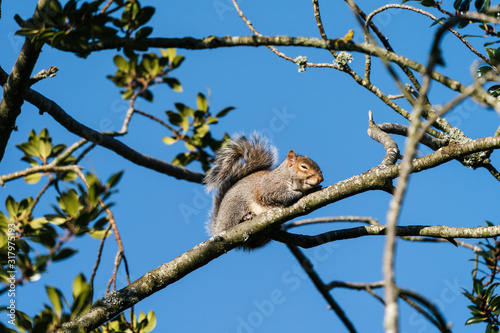 Grey Squirrel in tree
