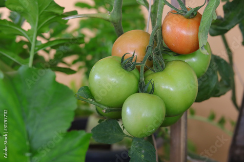 Photo of group of tomato hanging on tomato tree in plantation.