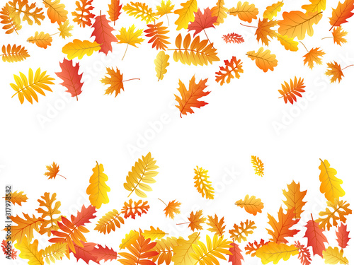 Oak, maple, wild ash rowan leaves vector, autumn foliage on white background.