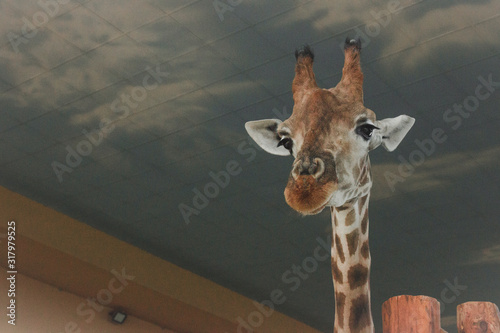 Photography giraffe in the zoo