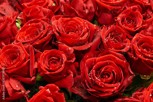 red rose buds in a bouquet with water drops