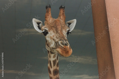 Canvas Print Portrait of a giraffe in zoo