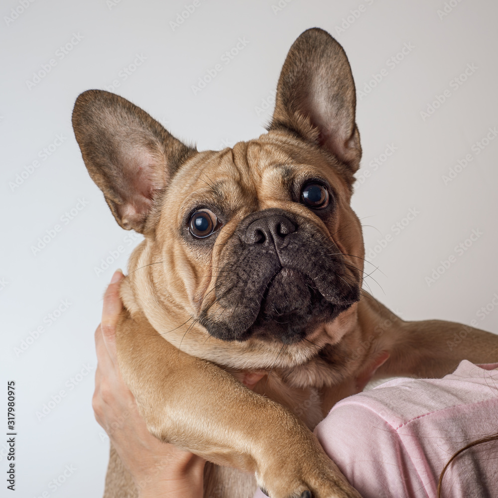 french bulldog sits on the owner’s hands