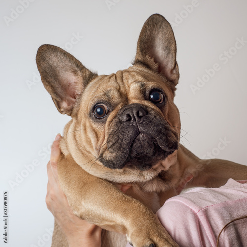 french bulldog sits on the owner’s hands © penyushkin