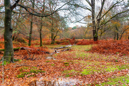A dull day in woodland photo